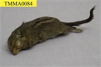 藏品(條紋松鼠)的圖片